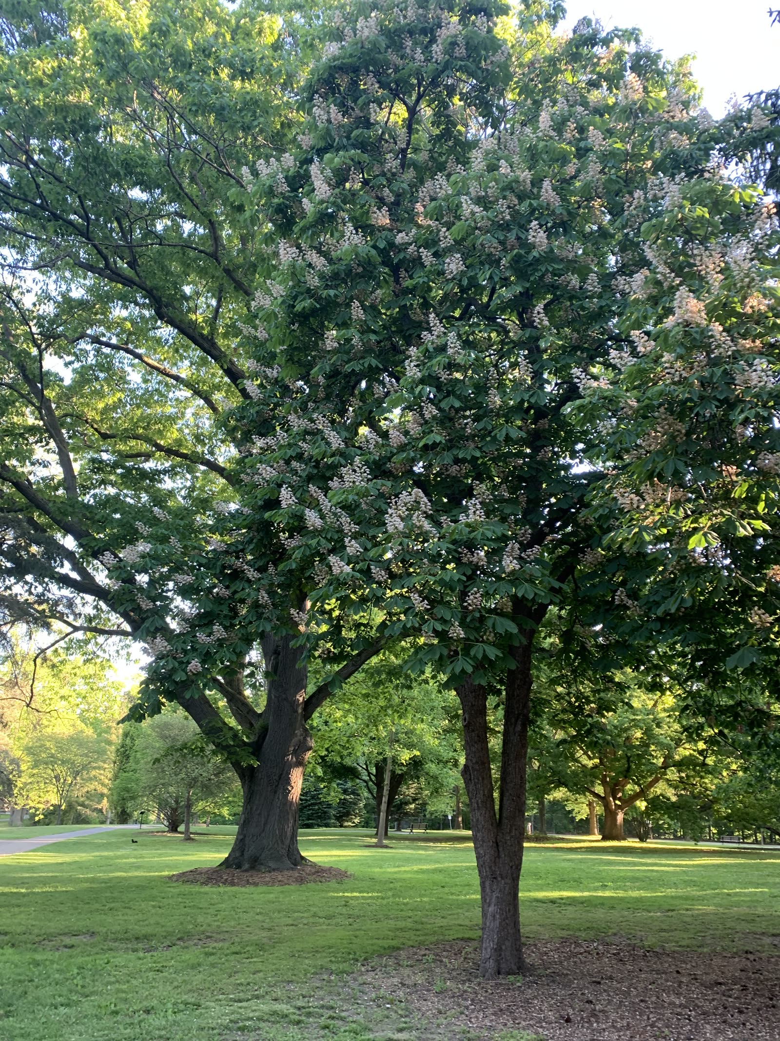 A chestnut tree in bloom in a Ward 9 park