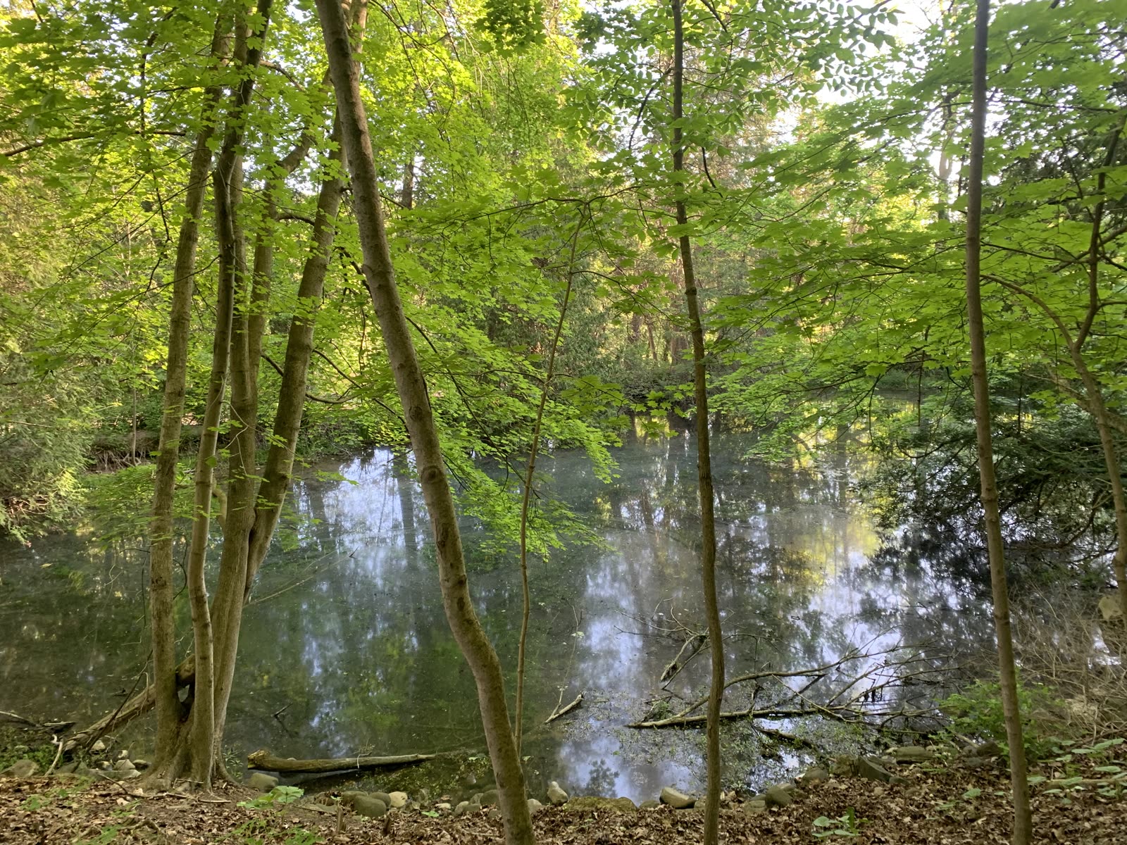 A quiet pond in a Ward 9 environmentally significant area