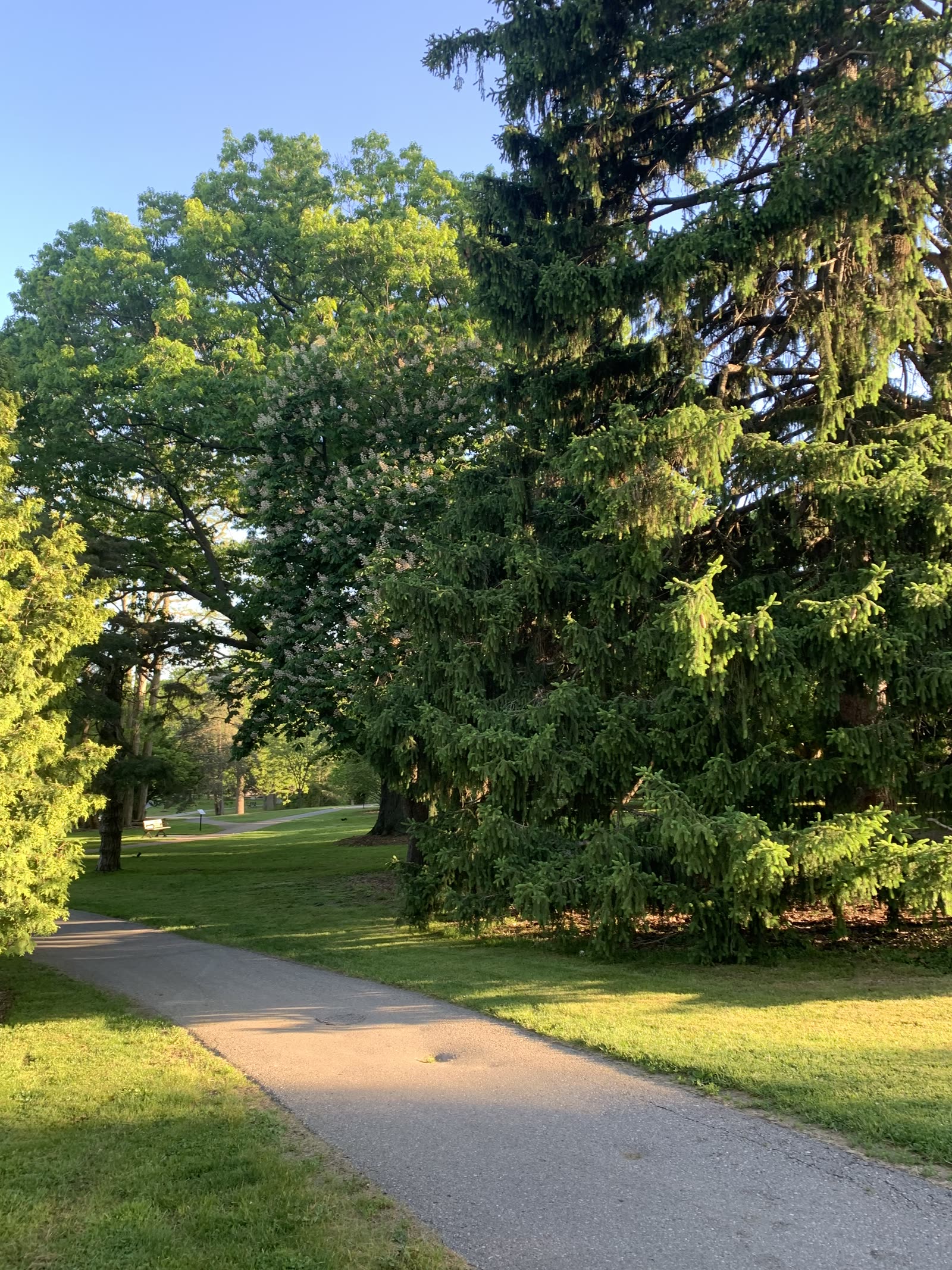 A tree-lined park path at golden hour in Ward 9