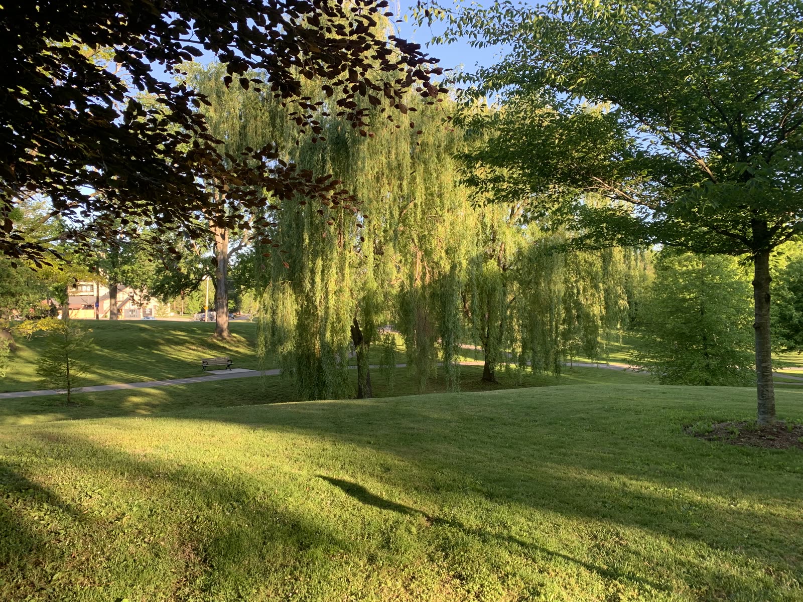 A willow tree in a green Ward 9 park in London, Ontario at golden hour